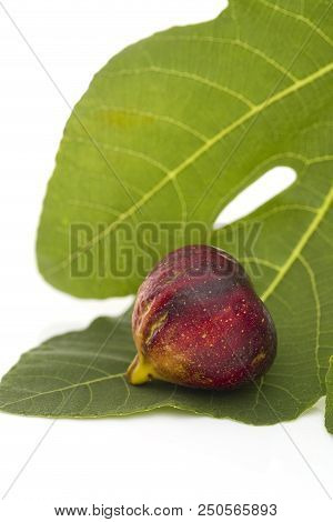 Martineca Rimada Fig On Leaf
