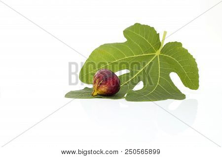 Martineca Rimada Fig On Leaf