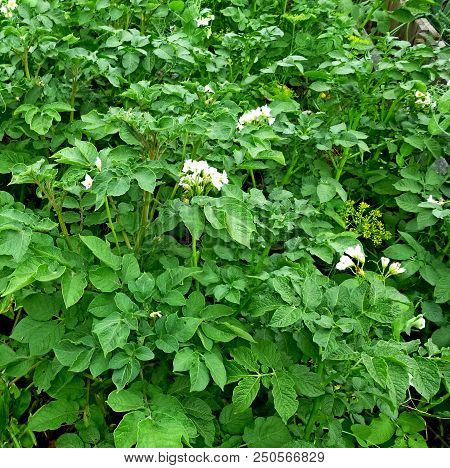 Potatoes Bloom, On The Garden. Vegetable Garden. Siberian Nature. Buds, Flower Leaves Stems Earth