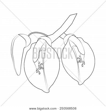 Erythrina Flowering Plant Coloring Page On The White Background. Vector Illustration