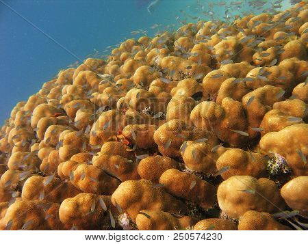 Underwater Photo, A View Of The Coral And Fish In The Red Sea In Israel