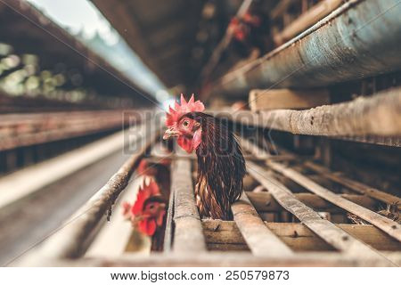 Chickens In The Cage On Chicken Farm. Chicken Eggs Farm. Bali Island.