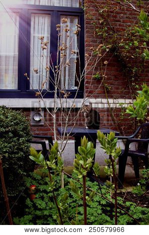 Little Cat Sitting On A Table In Green Garden