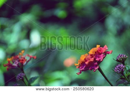 Blooming Flowers. This Beautiful Photo Is Taken In The Mountains Surrounding Lawu Mountains More Pre