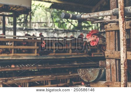 Chickens In The Cage On Chicken Farm. Chicken Eggs Farm. Bali Island.