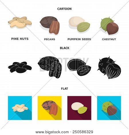 Pecan, Pine Nut, Pumpkin Seeds, Chestnut.different Kinds Of Nuts Set Collection Icons In Cartoon, Bl