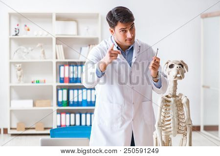 Doctor vet practicing on dog skeleton