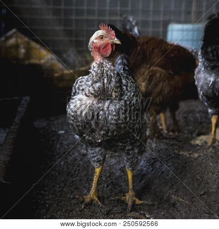 Funny Hen Among White Chicken In The Dirty Poultry Yard After The Rain.