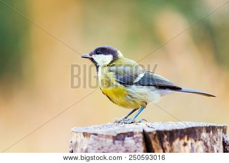 Great Tit Or Parus Major Perched On A Tree Trunk In A Field
