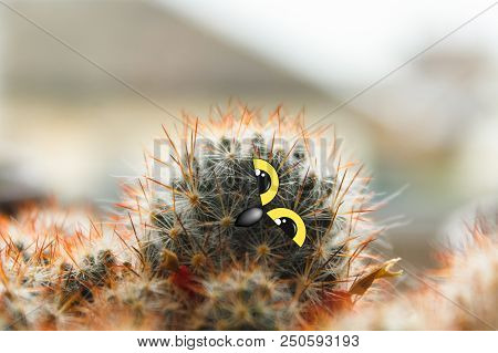 Cute Owl Chick With Large Eyes, Tilted His Head, Cactus With Eyes And Beak Collage