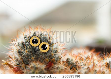 Cute Owl Chick With Large Eyes, Tilted His Head, Cactus With Eyes And Beak Collage