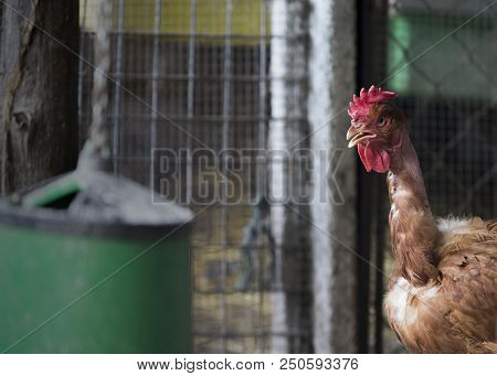 Funny Hen Among White Chicken In The Dirty Poultry Yard After The Rain.