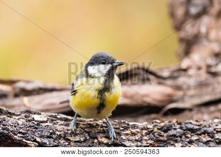 Great Tit Or Parus Major Perched On A Tree Trunk In A Field