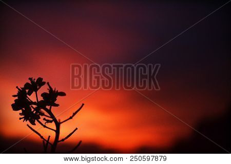 Silhouette Of Flowers. This Photo Is Immortalized On The Roof Of The House In Sukoharjo Region Of Ce