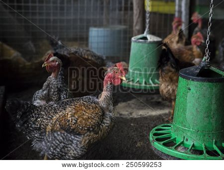 Funny Hen Among White Chicken In The Dirty Poultry Yard After The Rain.