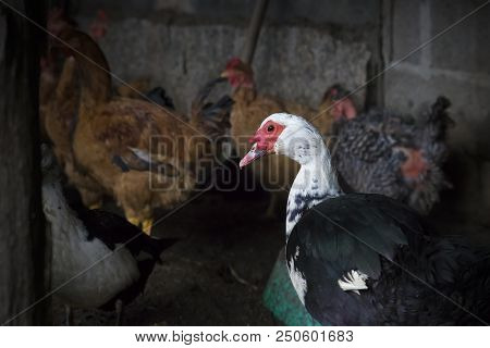 Funny Hen Among White Chicken In The Dirty Poultry Yard After The Rain.