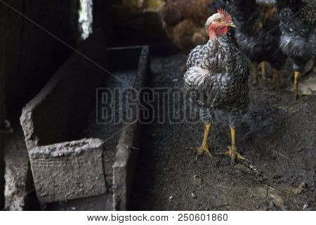 Funny Hen Among White Chicken In The Dirty Poultry Yard After The Rain.