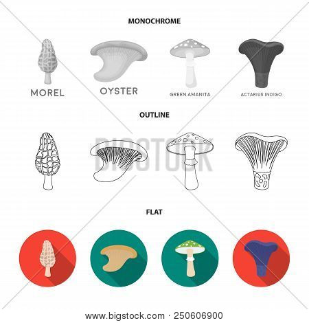 Morel, Oyster, Green Amanita, Actariu , Indigo. Set Collection Icons In Flat, Outline, Monochrome St