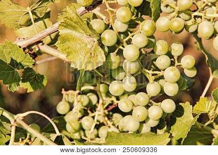 The Green Grape Taken Closeup. Toned Image.
