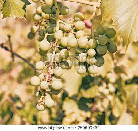 The Green Grape Taken Closeup. Toned Image.
