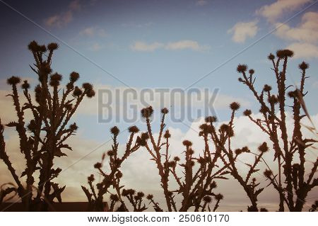 Thistles Silhoutte Against Summer Sky In Spain