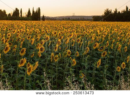 Sunflowers Field Near Arles  In Provence, France