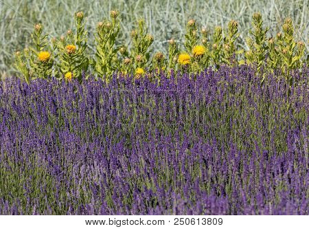The Flourishing Lavender And Yellow Star-thistle Flowers