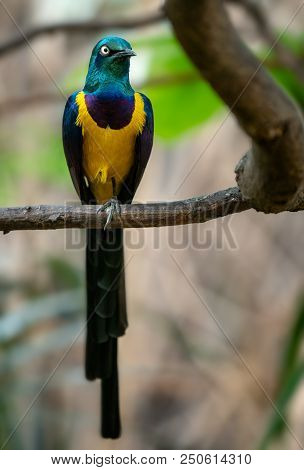 Golden-breasted Starling, Cosmopsarus Regius, Glossy Starling Sitting On The Tree Branch. Beautiful 
