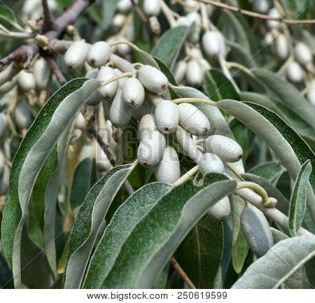 Branch Of Elaeagnus Angustifolia With Leaves And Fruits Macro. This Plant Is Also Called: Paradise T