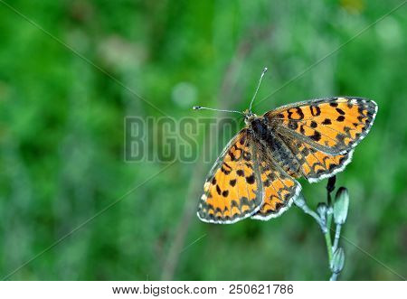 Bright Red Butterfly On A Meadow. Brush-footed Butterflies. Copy Spaces.