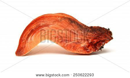 Fistulina Hepatica Mushroom, Also Known As The Ox Tongue Or Beefsteak Fungus