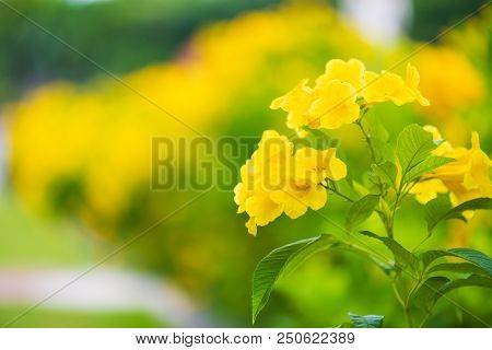 Close Up Yellow Elder Flower, Trumpetbush, Trumpetflower In Park, Garden Outdoor.