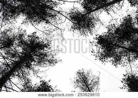 Black Unsharp Contours Of Trees In The Sky Above The Head. Halloween Holiday Background.