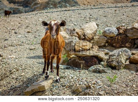 Arabian tahr - a type of mountain goat in Al Hajar mountains in Fujairah, UAE
