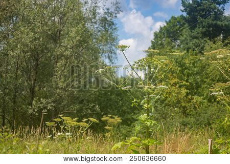 Giant Hogweed Dangerous Poisonous Plant