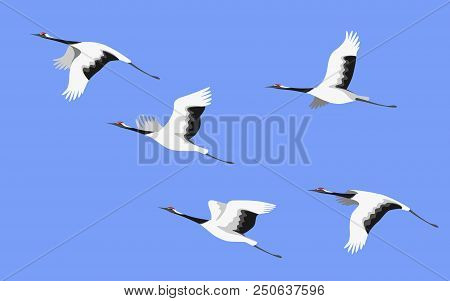 Simplified Image Of Flying Japanese Storks Isolated On Colored Background. Red-crowned Cranes In Blu