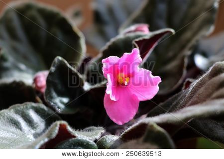 Pink African Violet With Blur Background. Flower