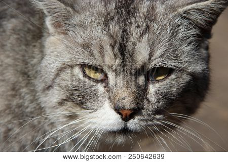 Muzzle Of Cat. Close-up. Muzzle Of Grey Cat. Lazy Pet. Domestic Animal