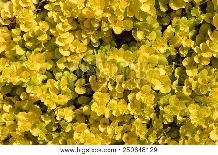 Golden Creeping Jenny - Latin Name - Lysimachia Nummularia Aurea