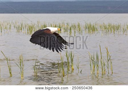 A Successful Attack. Eagle Grabs The Fish. Baringo, Kenya