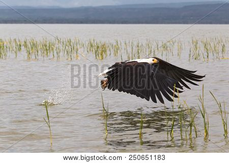 Eagle Grabs Fish From The Surface Of The Lake. Baringo Lake, Kenya