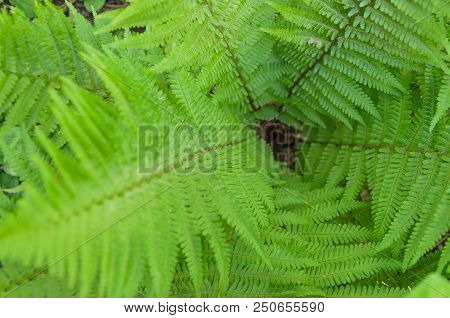 Beautiful Fern Leaves In Different Shooting Positions