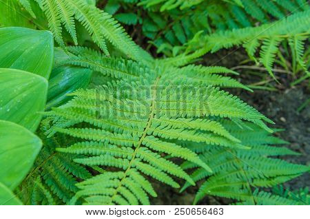 Beautiful Fern Leaves In Different Shooting Positions