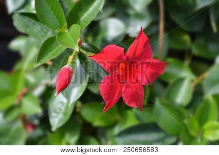 Chilean Jasmine Sundaville Red - Latin Name - Mandevilla Sundaville Red