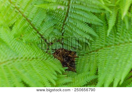Beautiful Fern Leaves In Different Shooting Positions