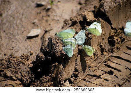 Many Cabbage White Butterfly On Sand. Pieris Canidia.