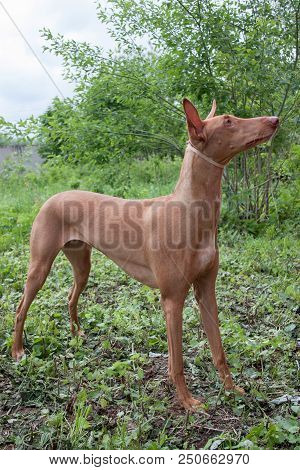 Cute Pharaoh Hound Is Standing On A Green Meadow. Kelb Tal-fenek Or Rabbit Dog. Pet Animals.