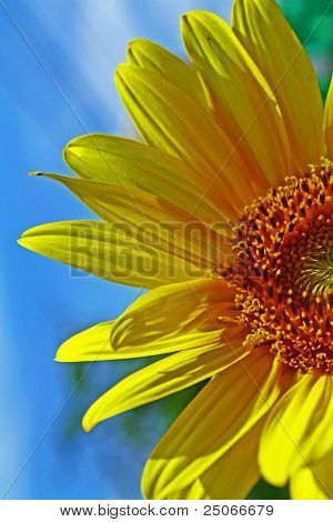 Solros