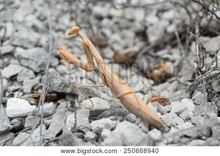 The Insect A Mantis Sits On Gray Stones