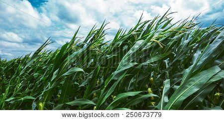 Corn Maize Crops Bending During Strong Windstorm On Dark Cloudy Summer Afternoon